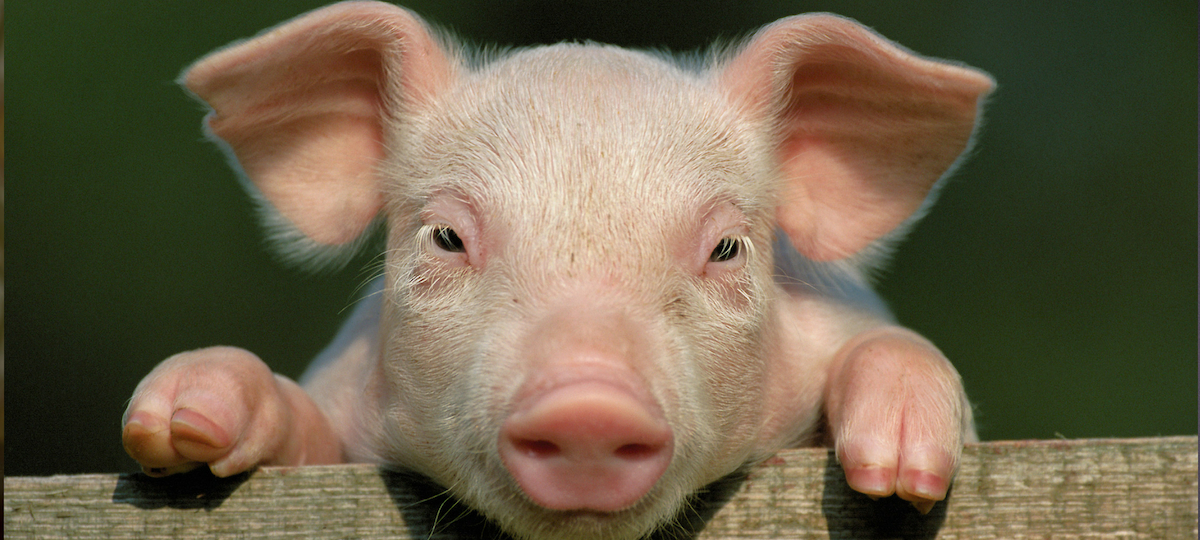 petitcochon jeune cochonnet