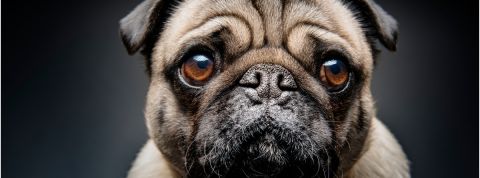 Les assistants personnel au secours des dépressifs un bulldog triste