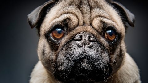 Les assistants personnel au secours des dépressifs un bulldog triste