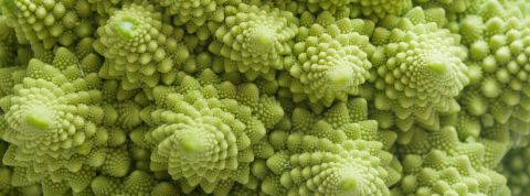 Découvrez les obsessions les plus internautes des internautes Gros plan d'un chou romanesco
