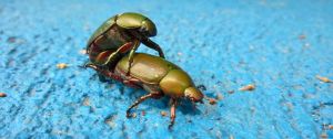 Deux cafards s'accouplent
