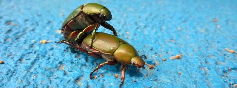 film adulte apprendre Deux cafards s'accouplent