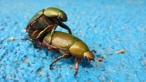 Deux cafards s'accouplent