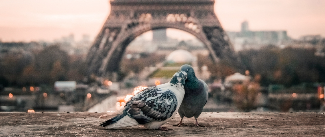 Tinder dévoile le classement des villes les plus swipées à droite Deux pigeons devant la Tour Eiffel
