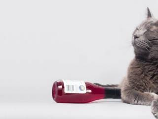 Cocktails pour animaux, shampoing au quinoa, I.A. dans nos assiettes... Les tendances les plus WTF de 2019
