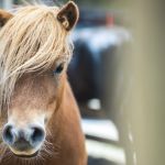Poney nain
