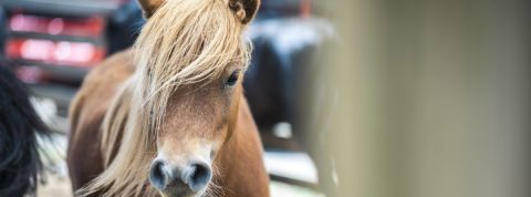 Les réseaux sociaux quo concurrencent Facebook Poney nain
