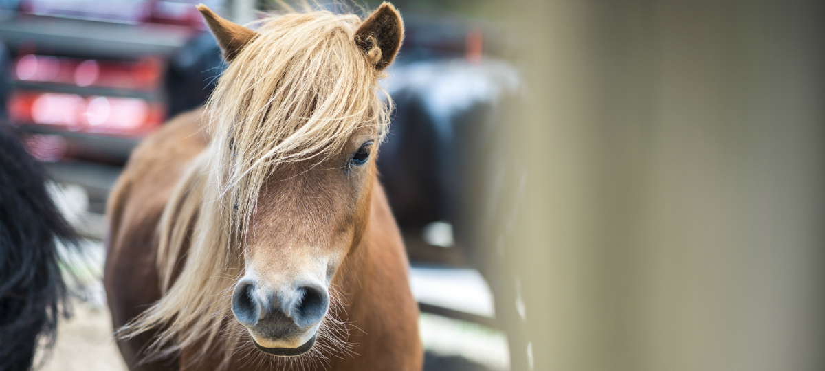 Les réseaux sociaux quo concurrencent Facebook Poney nain