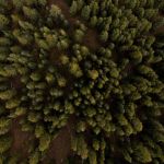 forêt vierge vue du ciel