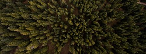 2019 revolution bleue forêt vierge vue du ciel