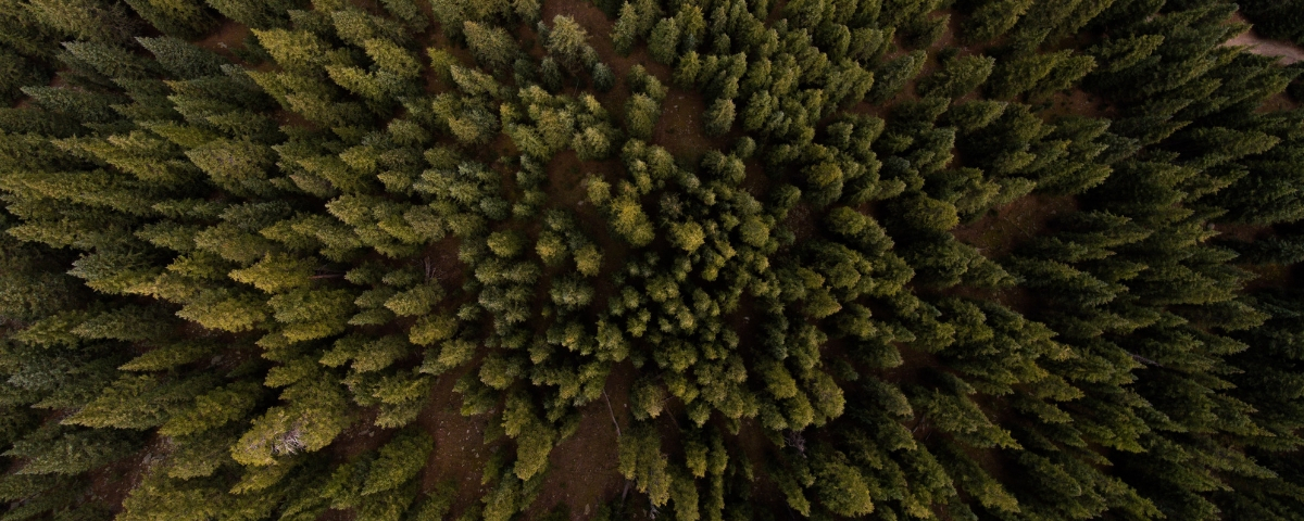 2019 revolution bleue forêt vierge vue du ciel