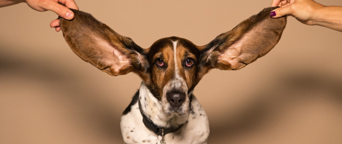 Spotify va permettre de bloquer des artistes Une chien avec des grandes oreilles