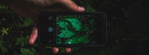 5 green artists inspirants à suivre sur Instagram une main tient un smartphone et prend une fougère en photo