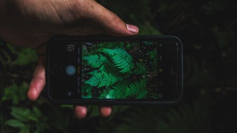 une main tient un smartphone et prend une fougère en photo