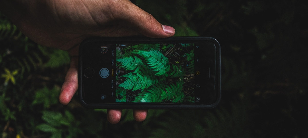 5 green artists inspirants à suivre sur Instagram une main tient un smartphone et prend une fougère en photo