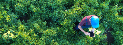 homme tient une tablette dans un champ homme tient une tablette dans un champ de verdure