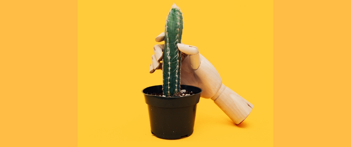 Adult Film, le Netflix des films pour adultes Un cactus avec une main