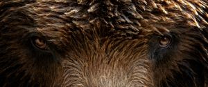 regard d'ours brun