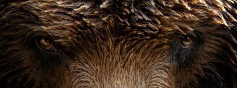 regard d'ours brun