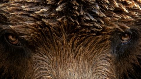 regard d'ours brun