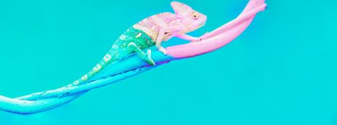 Comment les médias se transforment-ils ? Un caméléon passant du bleu au rose