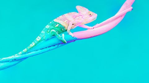 Un caméléon passant du bleu au rose