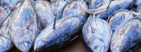 Des thons fraîchement pêchés