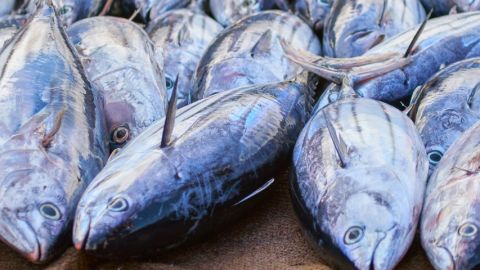 Des thons fraîchement pêchés