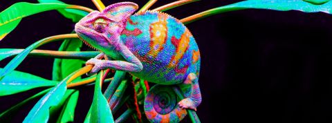 Un caméléon multicolore sur un arbuste