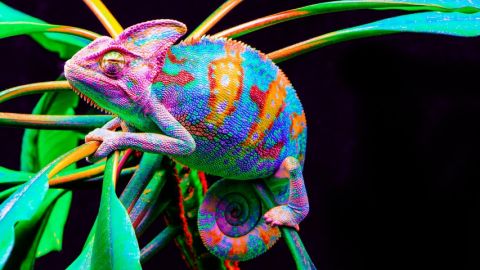 Un caméléon multicolore sur un arbuste