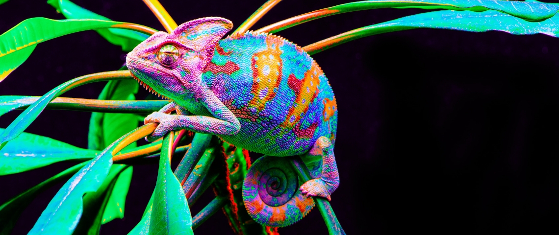 Un caméléon multicolore sur un arbuste