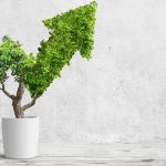 Un arbre dont les feuilles forment une flèche ascendante dans un petit pot