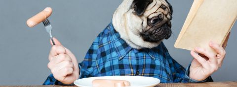 Koober lire des livres en 20 minutes Chien mignon qui lit un livre