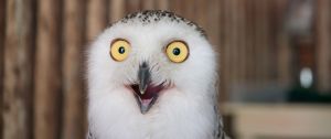 chouette étonnée