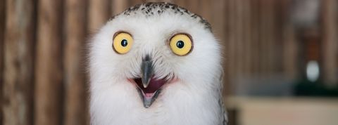 chouette étonnée