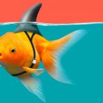 un poisson rouge déguisé en requin