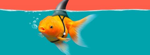 Deep fake, GAN... Fascinant (ou effrayant) découvrez la tech qui fait passer du faux pour du vrai un poisson rouge déguisé en requin