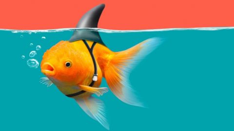 un poisson rouge déguisé en requin