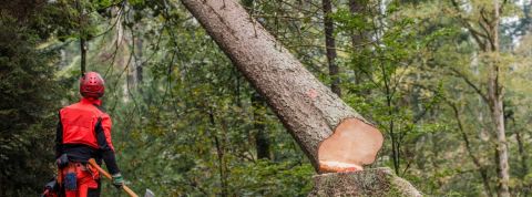 Un homme en uniforme rouge coupe un arbre à la hache