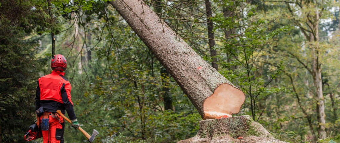 Un homme en uniforme rouge coupe un arbre à la hache