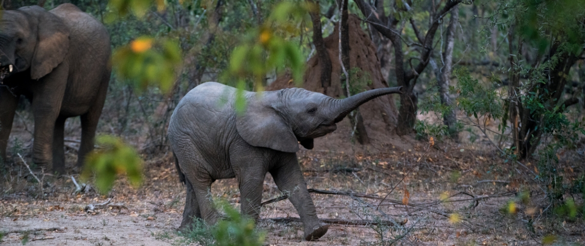 Edition 2019 du Startup Safari Paris Un éléphant dans la forêt