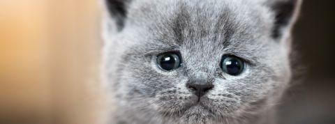 Un chat dépressif, ça vous fait rire? un chat triste