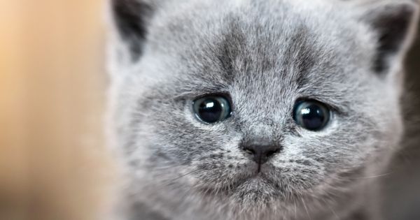 Quand Les Memes Sur Le Suicide Aident Les Internautes A Aller Mieux