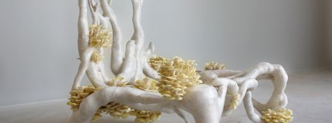 Champignons, algues, bactéries... Le mobilier du futur sera écolo… et vivant ! une chaise faite à partir de champignons