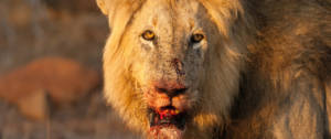Un lion avec la gueule ensanglantée