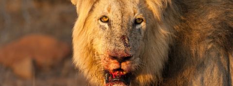 Sexisme en agence de pub : il faut dénoncer les coupables Un lion avec la gueule ensanglantée