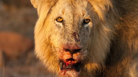 Un lion avec la gueule ensanglantée