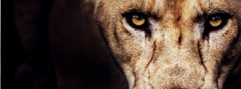 lionne en colere lionne face fond noir colère