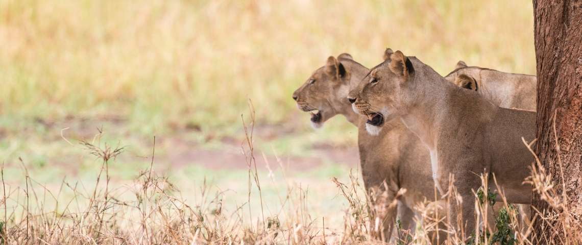 Plus de 100 femmes rejoignent Les Lionnes Trois lionnes