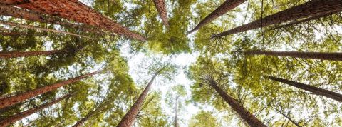 Une forêt de sequoias